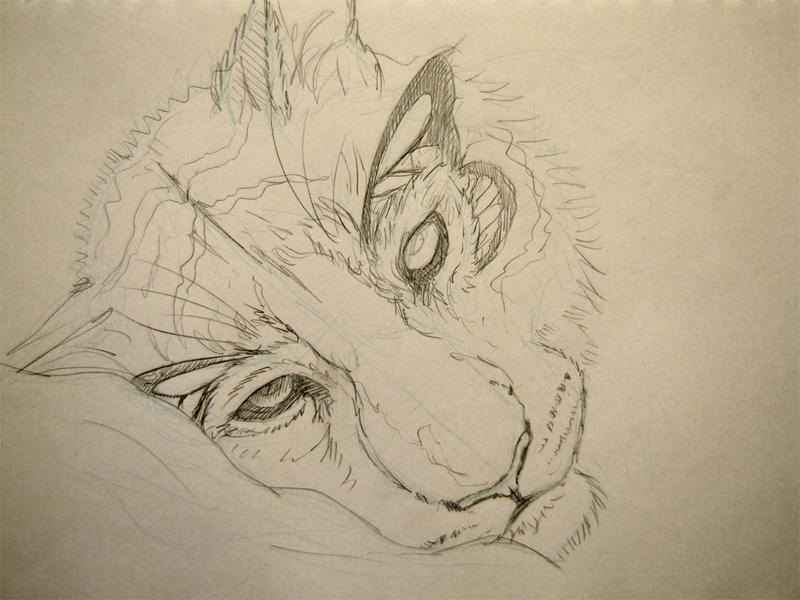Pet - Sketch