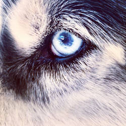 Husky eye