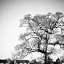 Tree In Field