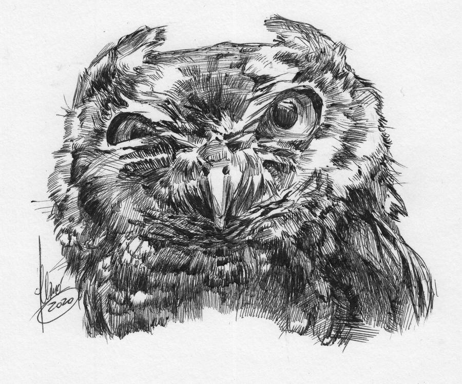 Owl Meme Drawing Process for youtube by greyfin on DeviantArt