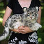 SOLD! Handmade Poseable toy Snow leopard cub