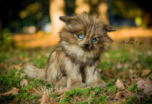 SOLD! Handmade Poseable toy Wolf cub by MalinaToys SOLD! Handmade Poseable toy Wolf cub by MalinaToys