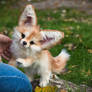 SOLD! Handmade Poseable toy Fennec Fox