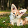 SOLD! Handmade Poseable toy Fennec Fox