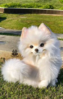 For Sale OOAK Pomeranian puppy