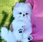 For Sale OOAK Pomeranian puppy by MalinaToys