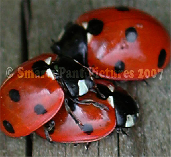 Hug Ladybug Insect Bug Hug by Hannahpoo on DeviantArt