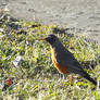 American Robin