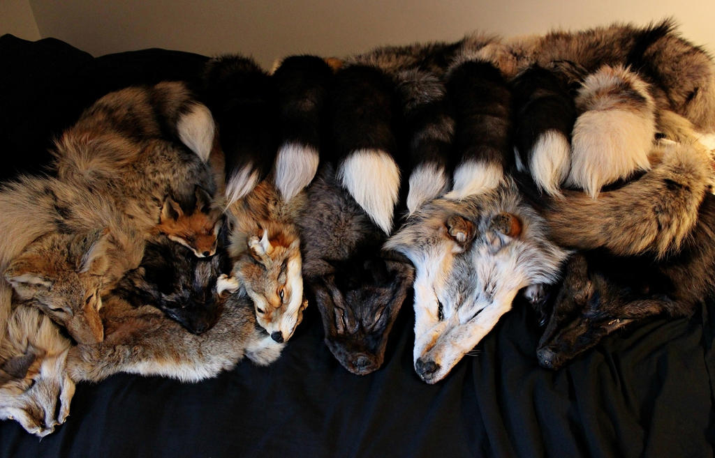 All Tails All These Faces and Tails by InNaturesImage on DeviantArt