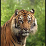 Tiger Portret