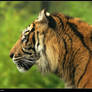 Tiger profile II