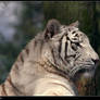 White Tiger