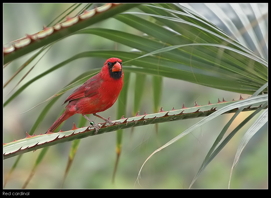 Red cardinal