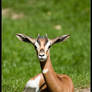 Young mhorr gazelle