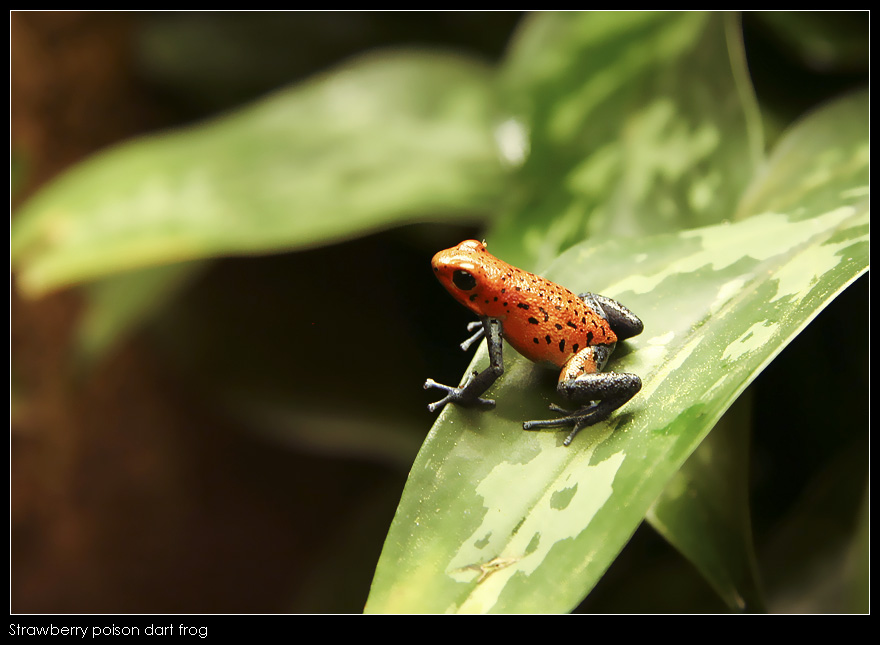 Strawberry poison dart frog