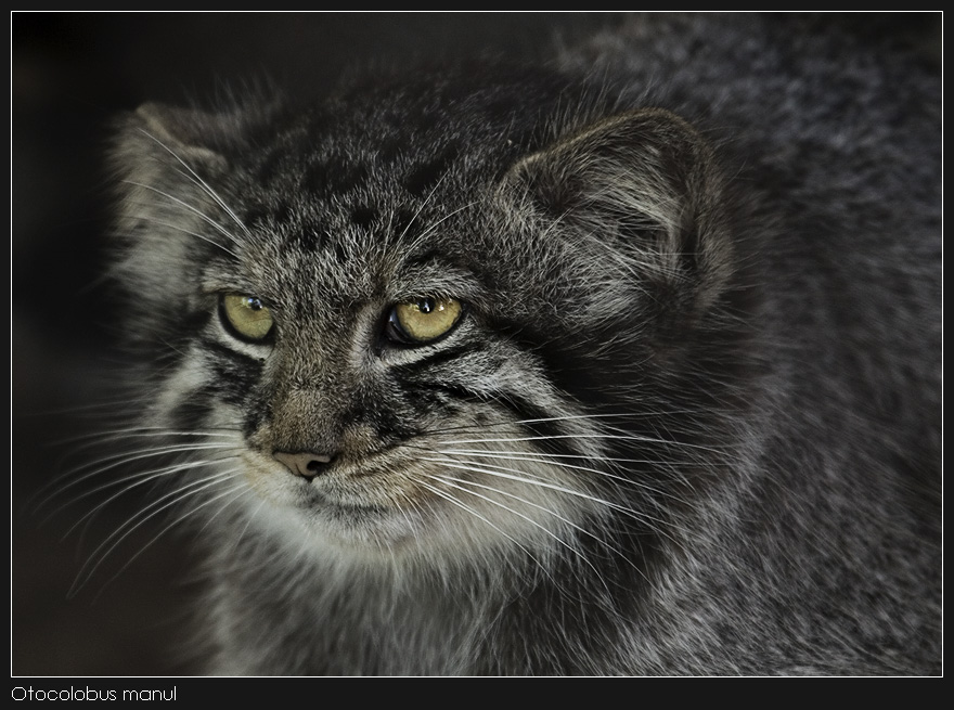 Otocolobus manul