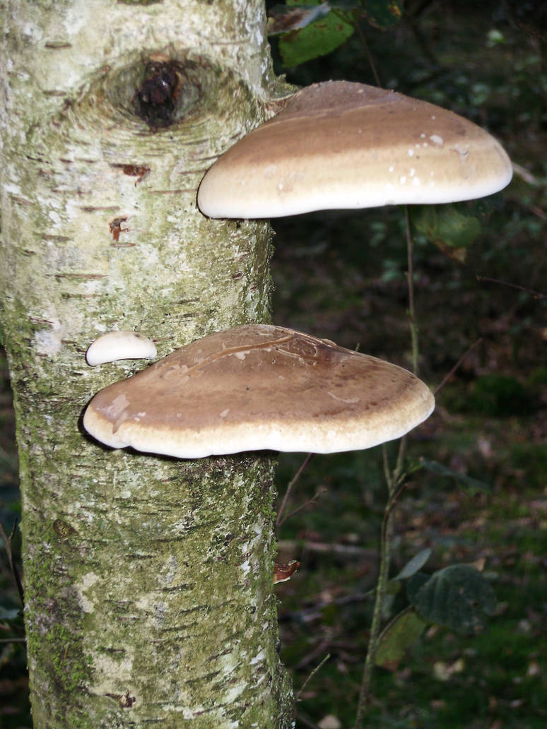Facing Toadstool Tree by dancerflying on DeviantArt