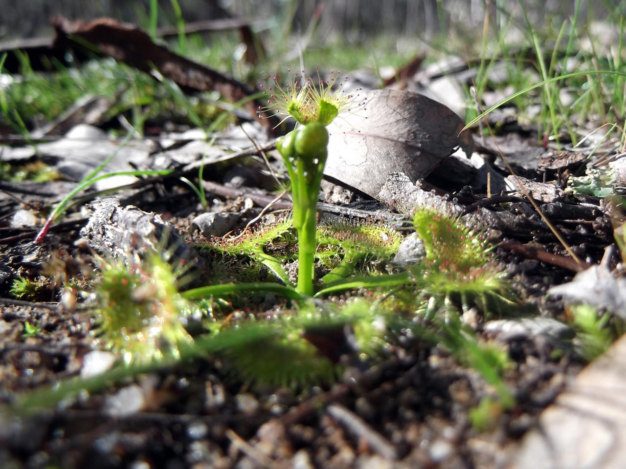 Green Fly Catcher