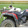 Dog on Quad