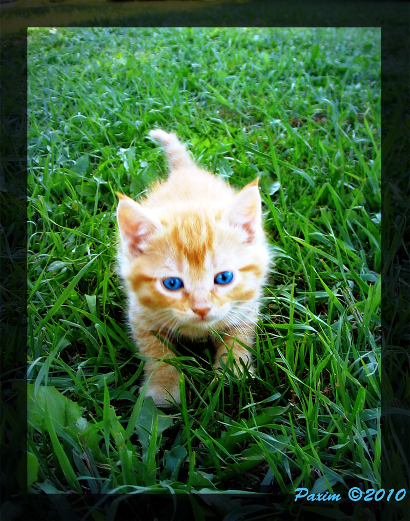 Jack in the grass