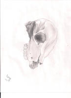 old skull