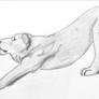 Lion 6 - Streching Lioness