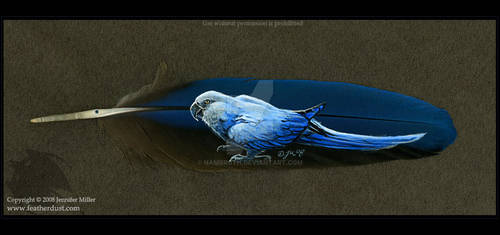 Spix's Macaw Feather by Nambroth