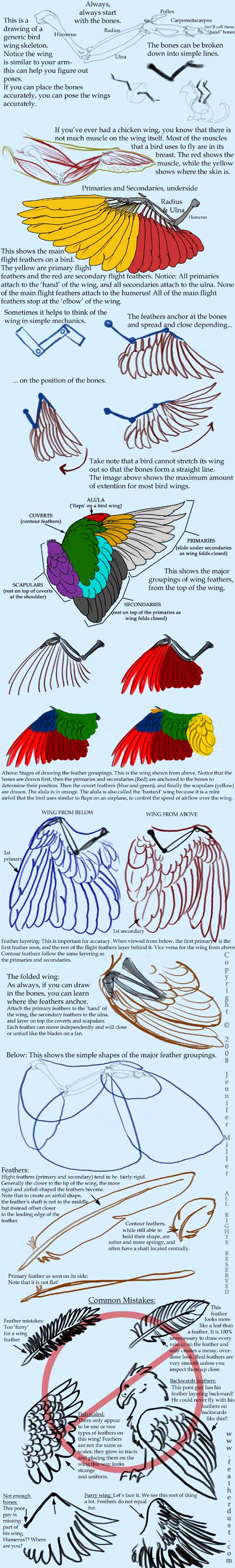 bird wing bone anatomy