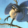 Blue Jay Gryphon