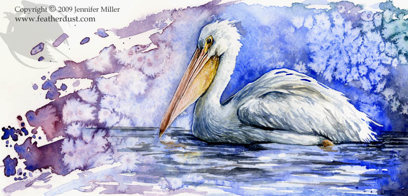 American White Pelican