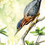 Green Heron Watercolor Study