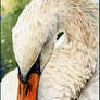 Swan Repose - Watercolor Study