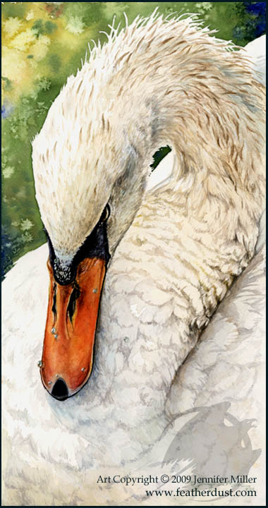 Swan Repose - Watercolor Study