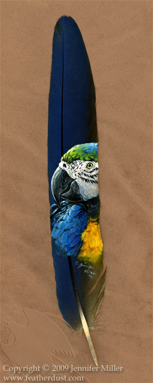 Blue and Gold Macaw Portrait