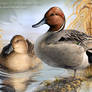 Chilly Sunrise - Pintails