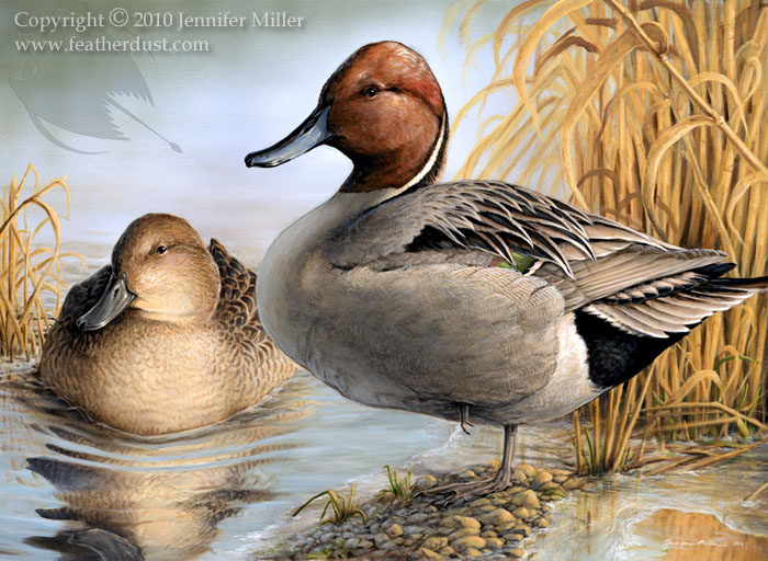 Chilly Sunrise - Pintails