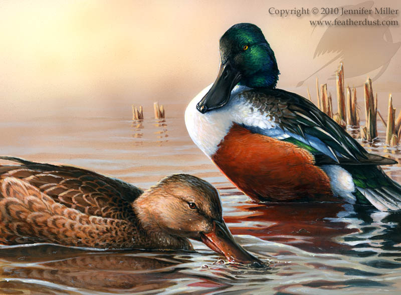 Northern Shovelers