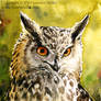 Happy Eagle Owl