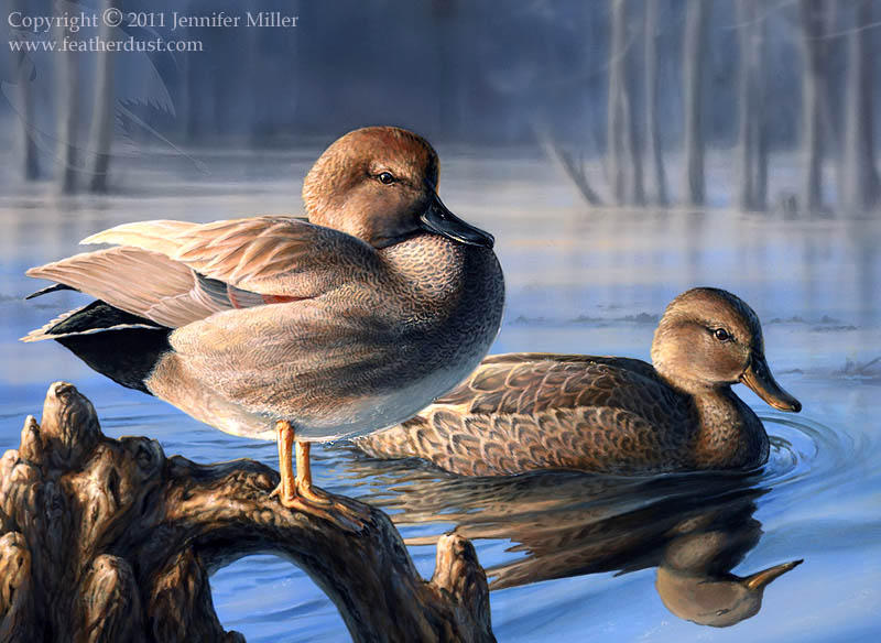Cypress Gadwalls by Nambroth Cypress Gadwalls by Nambroth