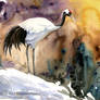 Red-Crowned Crane -- color --