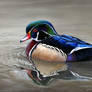 Across the Surface - Wood Duck