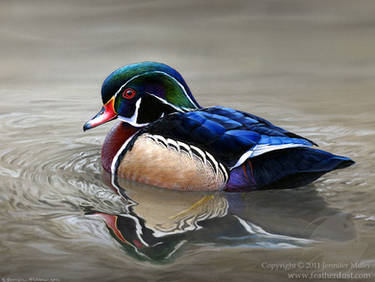 Across the Surface - Wood Duck