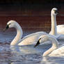 Evening Elegance - Tundra Swans