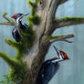 Forest's Benefaction - Pileated Woodpeckers