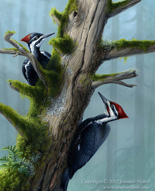 Forest's Benefaction - Pileated Woodpeckers