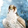 Lanner Falcon Study