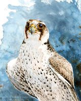 Lanner Falcon Study