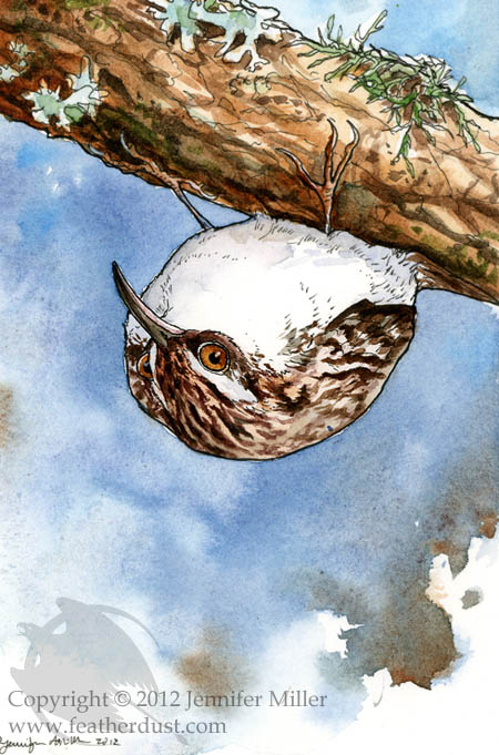 Brown Creeper