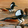 Three's a Crowd - Hooded Mergansers