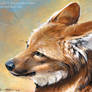 Maned Wolf Portrait